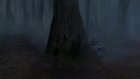 Foggy forest at night — Stillmotion