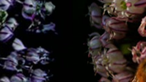 Aquarium — Stillmotion