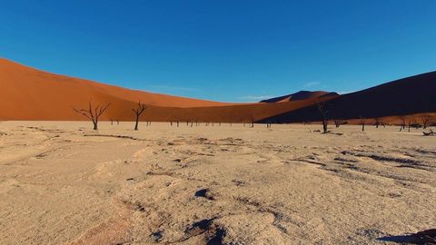 Desert dunes and dead trees — Stillmotion