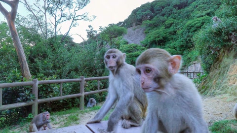 Monkeys in a forest enclosure — Stillmotion