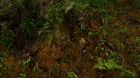 Rainforest waterfall and mossy cliffs — Stillmotion