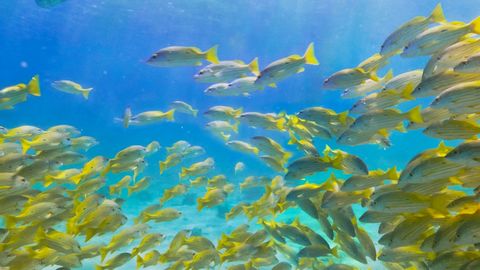 School of yellow fish underwater — Stillmotion