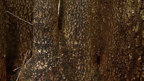 Dense tree trunks — Stillmotion