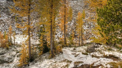 Snowy forest with mountain peaks — Stillmotion