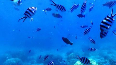 Schooling fish over coral reef — Stillmotion