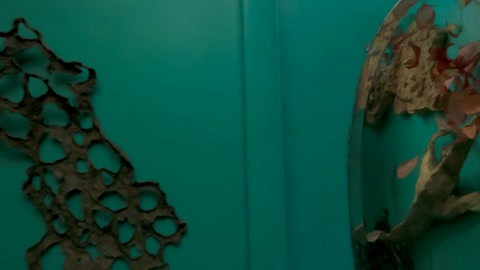 Natural history museum wall display — Stillmotion