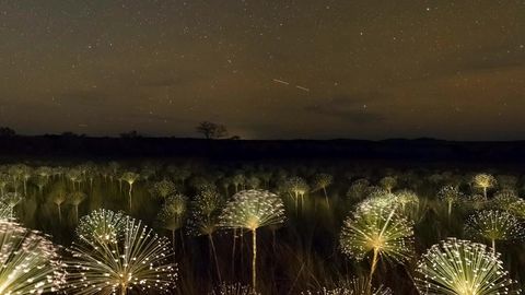 Starry night over glowing field — Stillmotion