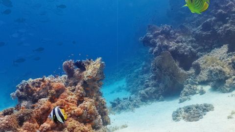 Coral reef with sea turtles — Stillmotion