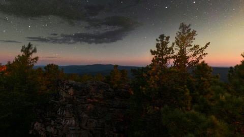 Night forest with sunset horizon — Stillmotion