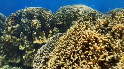 Snorkeler over coral reef — Stillmotion