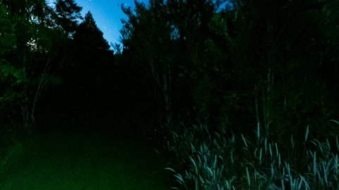 Night forest grassland — Stillmotion