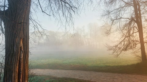 Forest path in fog — Stillmotion