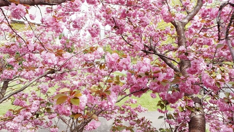 Cherry blossom garden in bloom — Stillmotion