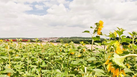 Sunflower field under cloudy skies — Stillmotion