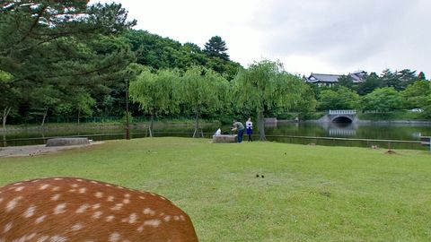 Deer grazing in grassy park — Stillmotion