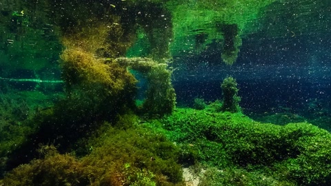 Underwater moss-covered rocky scene — Stillmotion
