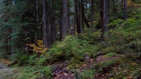 Forest creek with fallen logs — Stillmotion