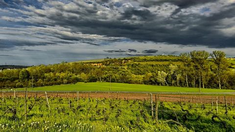 Vineyard hillside with rustic cellar — Stillmotion