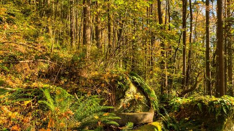 Forest with wooden bench — Stillmotion