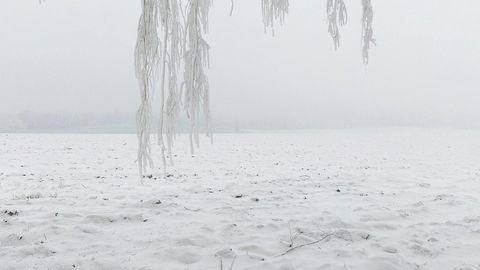 Frost-covered trees in snowy field — Stillmotion