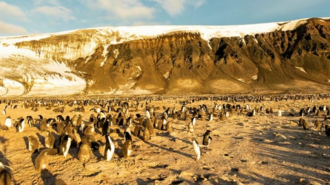 Penguin colony on rocky coast — Stillmotion