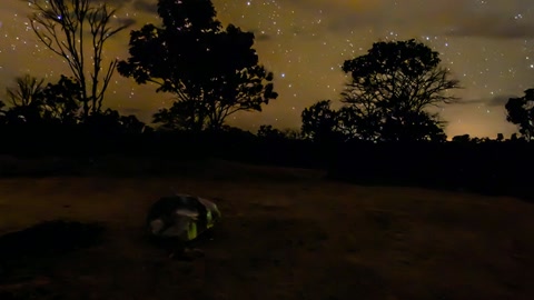 Starry night sky above trees — Stillmotion