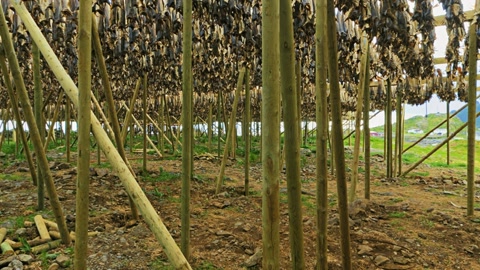 Vineyard trellis by the water — Stillmotion