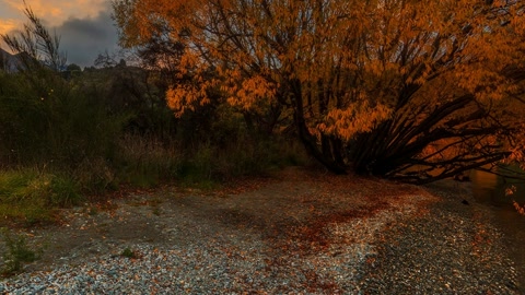 Autumn trees by calm lake — Stillmotion