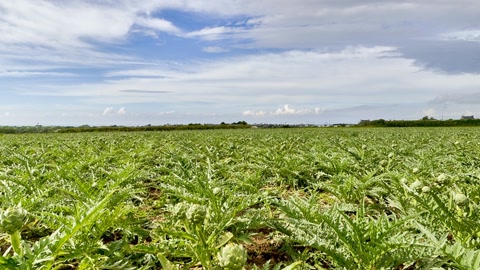 Cultivated field with tractor and farmer — Stillmotion