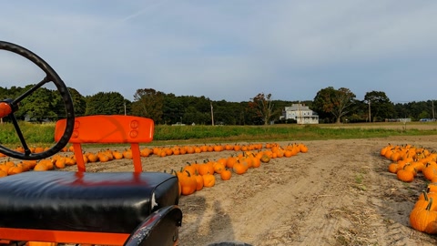 Pumpkin field with vintage tractor — Stillmotion