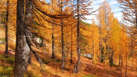 Autumn forest with tall trees — Stillmotion