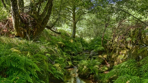 Mossy forest with stone bridge — Stillmotion