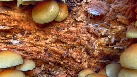Mushrooms growing on fallen log — Stillmotion