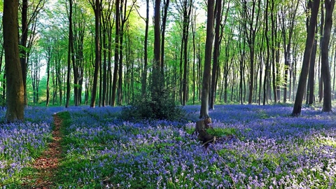Forest floor with blue flowers — Stillmotion