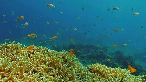 Coral reef with tropical fish — Stillmotion