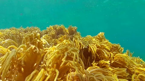 Underwater seaweed in clear water — Stillmotion