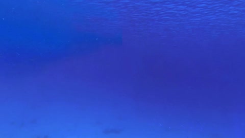 Underwater coral reef scene — Stillmotion