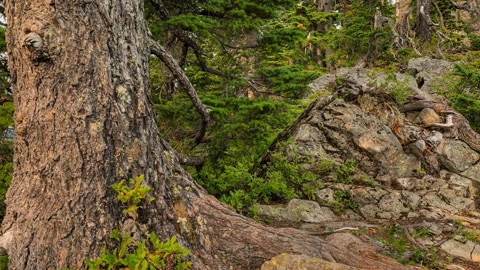 Rocky mountain path among evergreens — Stillmotion