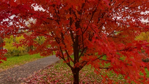 Autumn broadleaf trees along a park path — Stillmotion