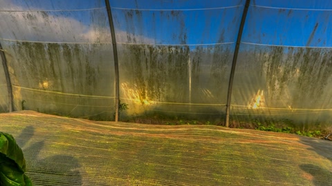 Indoor greenhouse with leafy greens — Stillmotion