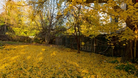 Autumn broadleaf trees and leaf-covered lawn — Stillmotion