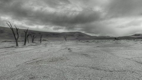 Desert plain with dead trees — Stillmotion
