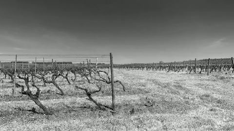 Vineyard rows in open field — Stillmotion