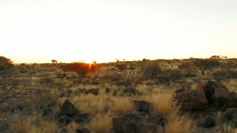 Desert trees at sunset — Stillmotion