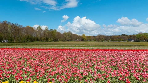 Cultivated flower field in bloom — Stillmotion