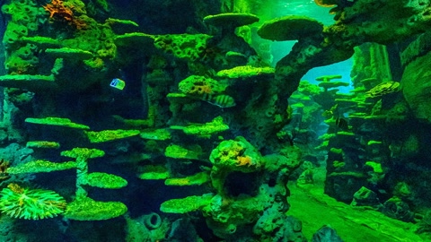 Underwater coral reef structures — Stillmotion