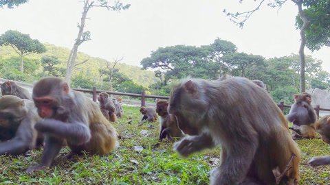 Monkeys gathered in forest clearing — Stillmotion