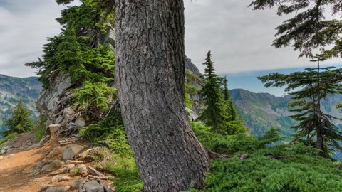 Mountain trail through alpine forest — Stillmotion