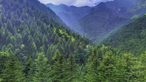 Forest covered mountain valley — Stillmotion