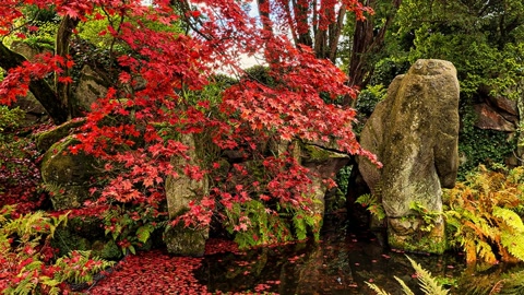Ornamental garden with pond and bridge — Stillmotion